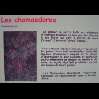 Chamaedorea (texte)